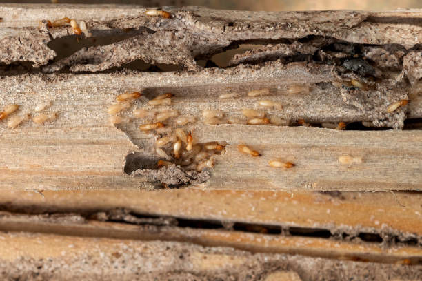  Port St Lucie, FL Pest Control Pros
