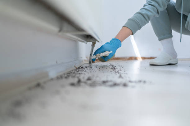 Best Termite Control Services  in Port St Lucie, FL